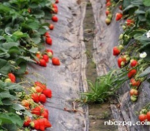 草莓专用膜