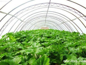 蔬菜米兰足球高赔竞猜